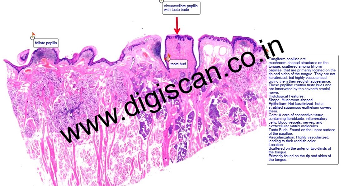 PG Histology Digital Slides Set (Annotated Histology Slides for Pathology)